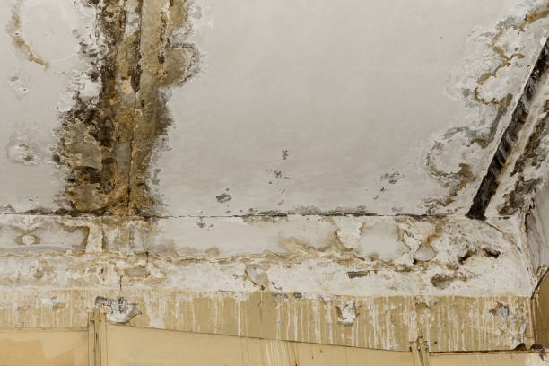 Mold Inspection, Removal & Remediation